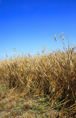   cereals during harvest 