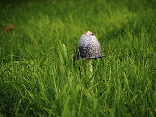Coprinus comatus