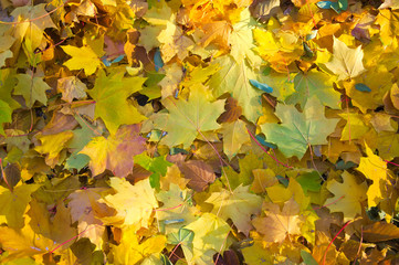 Naklejka na ściany i meble autumn background with fallen leaves
