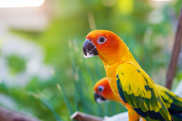 beautiful parrot,sun conure