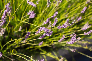 Lavender Field in the summer