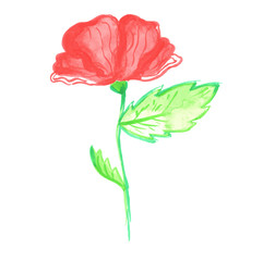 Watercolor poppy illustration. Vector