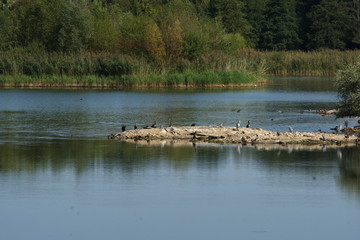 Vogelinsel mit Wasservögeln