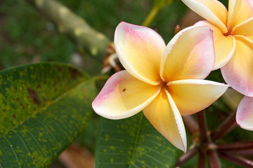 Champa flower bloom
