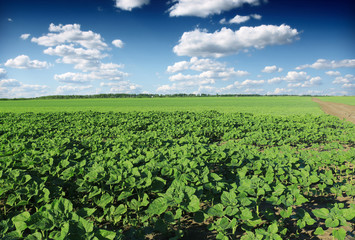 field of young green sunflower plants