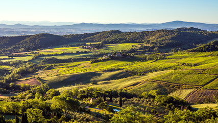 Green vineyards of Tuscany
