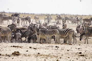 Fototapeta na wymiar huge herds of zebra and antelope at waterhole Etosha, Namibia