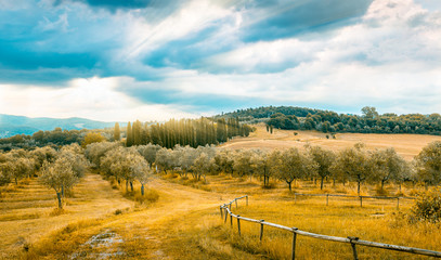 Fototapeta na wymiar Olive field in Tuscany