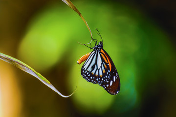 Butterfly on leaf of coconut tree with abstract blur nature back