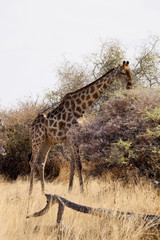 Giraffe, Giraffa camelopardalis, in Etosha National Park, Namibia