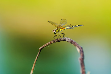 Dragonfly with blur beatiful nature background