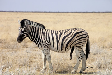 Fototapeta na wymiar Damara zebra, Equus burchelli ,male with an erection of the penis,Etosha, Namibia