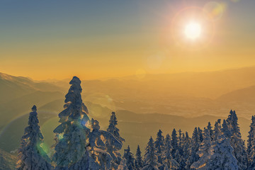 Idyllic winter scenery with frozen snow covered fir tree tops at sunset. Lens flare effect.