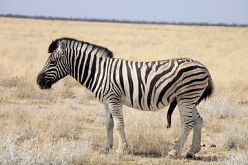 Damara zebra, Equus burchelli ,male with an erection of the penis,Etosha, Namibia