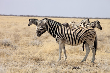 Obraz na płótnie Canvas Damara zebra, Equus burchelli Etosha, Namibia