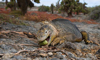 The land iguana eating prickly pear cactus. Galapagos Islands. An excellent illustration.