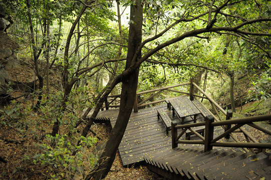 Starway in the forest