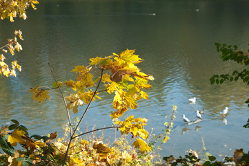 Obraz na płótnie Canvas feuilles d'érable au bord d'une rivière en automne