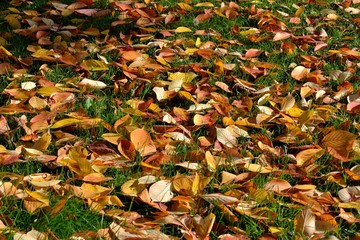 Tapis de feuilles dorées