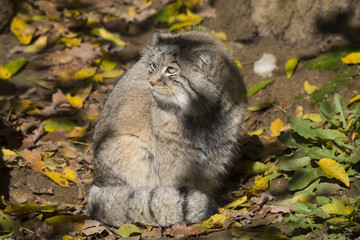 Pallas' young male, Pallas´ cat, Otocolobus manul