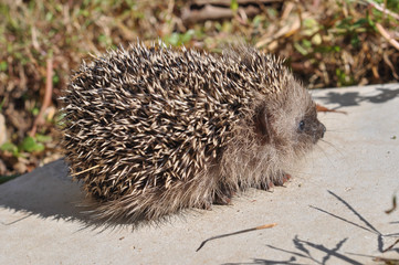 Hedgehog mammal