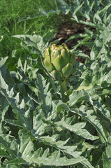 Artichoke vegetables
