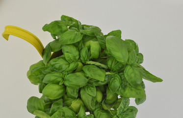 Green basil