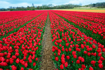 Red and crimson flower field outdoors