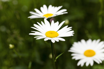 Fototapeta premium white daisy . spring