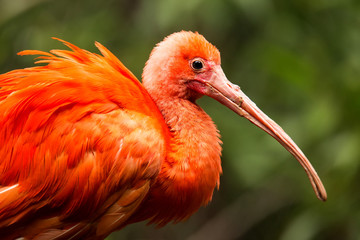 Portrait of Scarlet Ibis