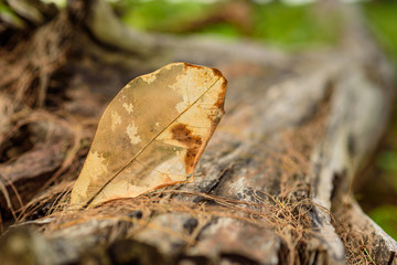 decay old leaf on Log
