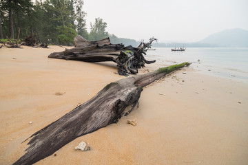 Dead wood on the beach