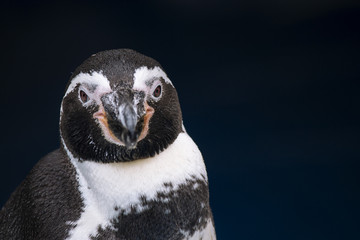 Fototapeta premium Humboldt penguin (Spheniscus humboldti)