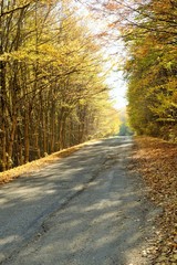 Autumn colors in the forest and a road