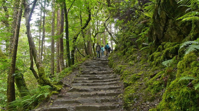 Hikers walk down stairs on a nature trail in Killarney National Park, amidst lush foliage. HD 1080p.
