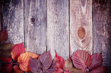 Autumn leaves over wooden background toned