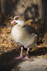 adult Egyptian Goose, Alopochen aegyptiacus