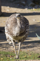 Rare Darwin's rhea, Rhea pennata