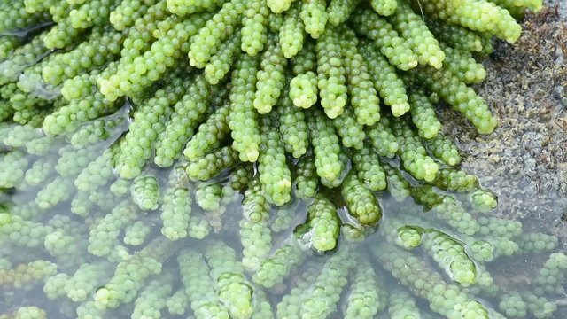 Caulerpa racemosa sea grapes algae