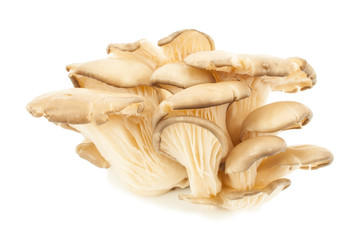 edible oyster mushrooms