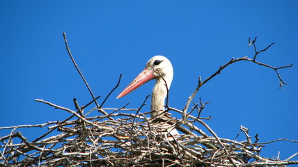 Bocian w gnieździe © ininette