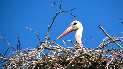 Bocian w gnieździe © ininette
