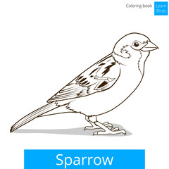 Sparrow learn birds educational game vector