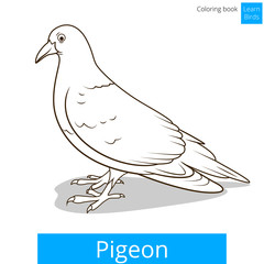 Pigeon learn birds educational game vector