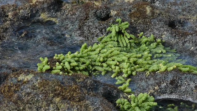 Pulse of sea and sea grapes algae