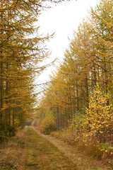 Fototapeta premium Grass road between the golden larch trees in the forest at fall