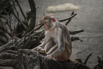 Rhesus macaque in close-up during natural behavior in darken bac