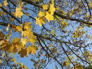 gelbe Ahornblätter, Herbst