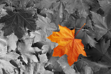 Orange maple leaf amongst black and white autumn leaves