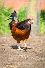 Aufmerksamer hahn auf einem Hühnerhof